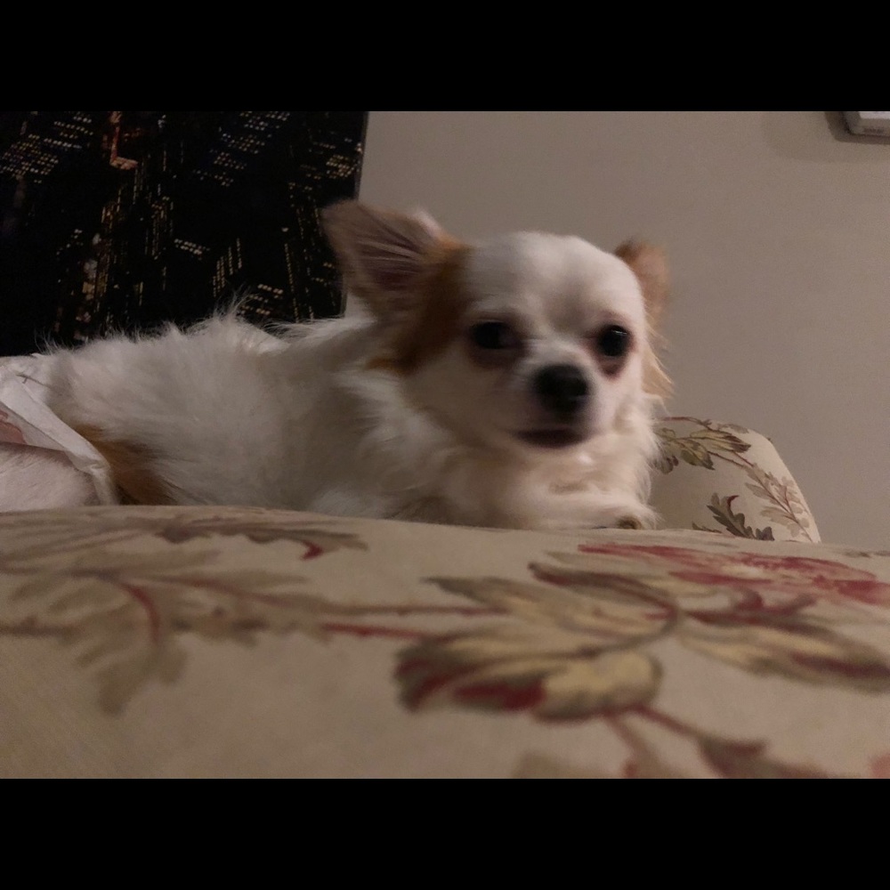 Meet your Posher, Cece